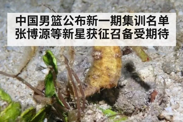 中国男篮公布新一期集训名单 张博源等新星获征召备受期待